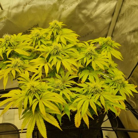 WW #1 growlog timeline photo
