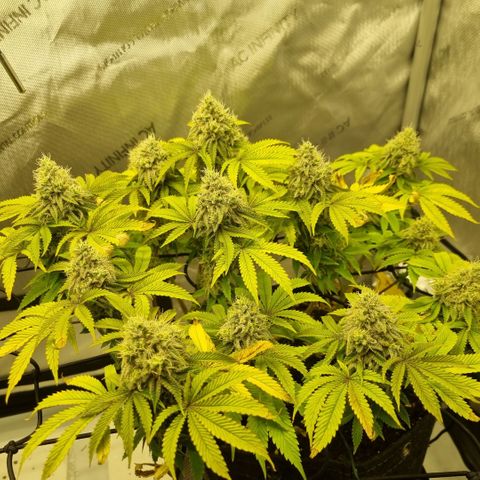 WW #1 growlog timeline photo