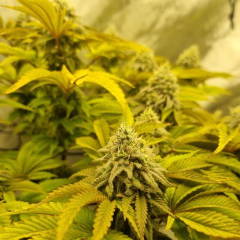 WW #1 growlog timeline photo