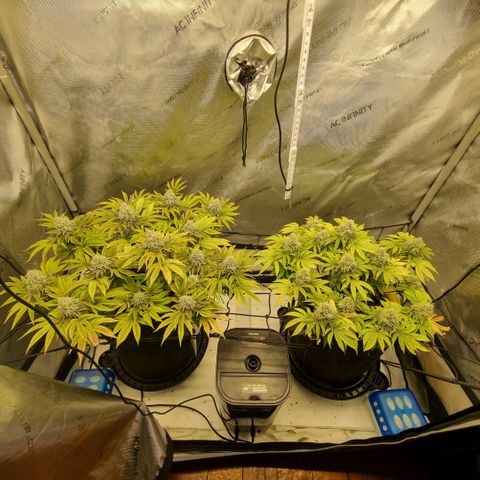 WW #1 growlog timeline photo