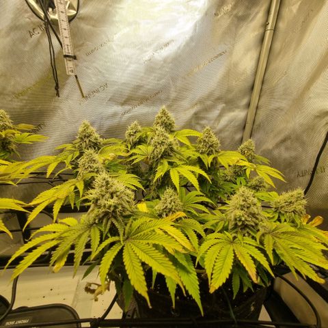 WW #1 growlog timeline photo