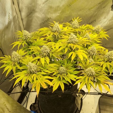 WW #1 growlog timeline photo