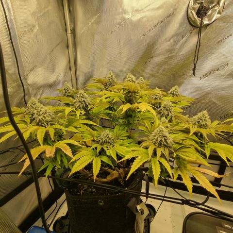 WW #1 growlog timeline photo