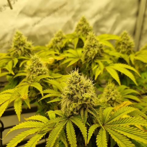 WW #1 growlog timeline photo