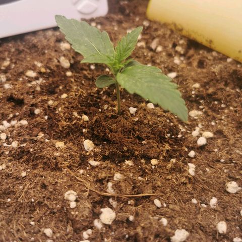 F1 epsilon  growlog timeline photo