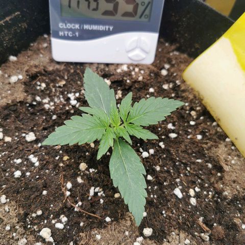 F1 epsilon  growlog timeline photo