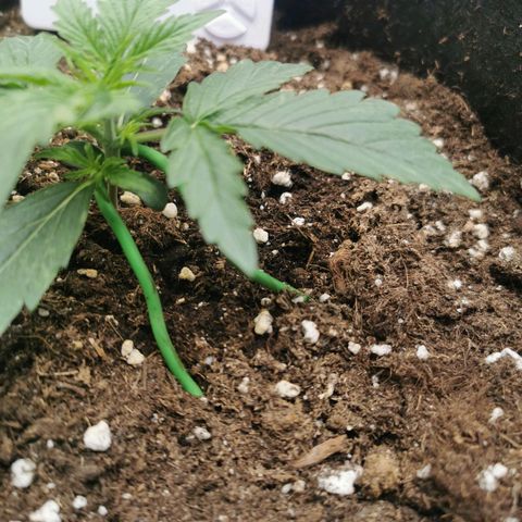 F1 epsilon  growlog timeline photo