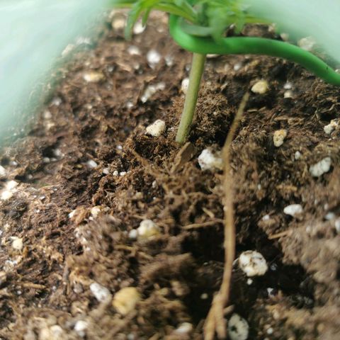 F1 epsilon  growlog timeline photo