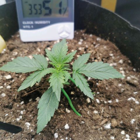 F1 epsilon  growlog timeline photo