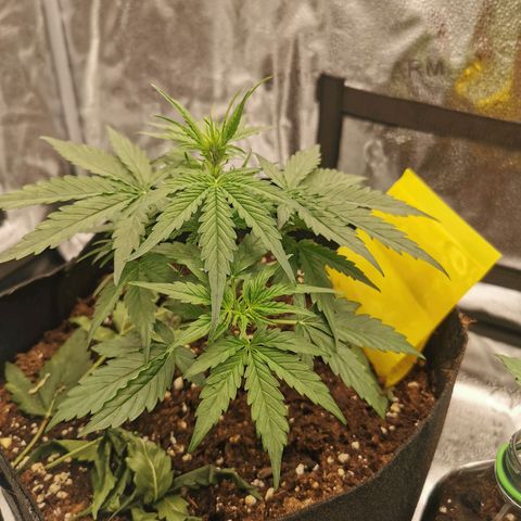 F1 epsilon  growlog timeline photo