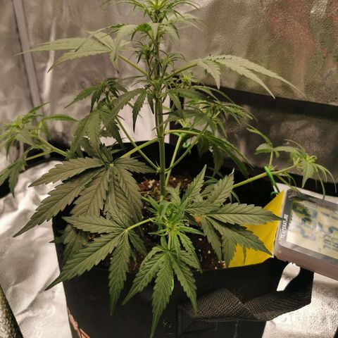 F1 epsilon  growlog timeline photo