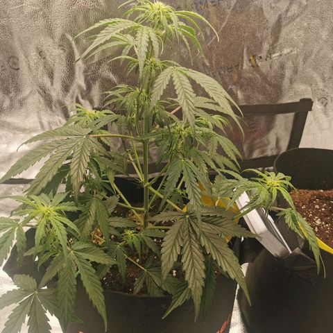 F1 epsilon  growlog timeline photo