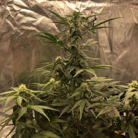 F1 epsilon  growlog timeline photo