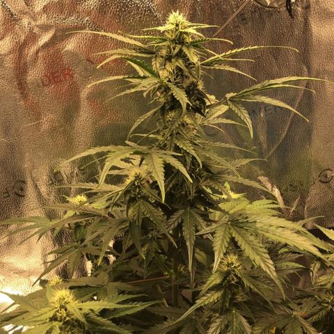 F1 epsilon  growlog timeline photo
