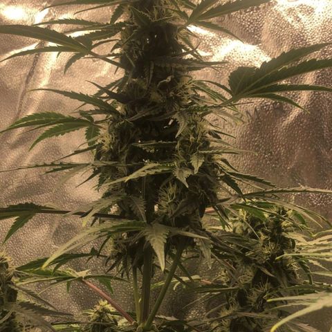 F1 epsilon  growlog timeline photo