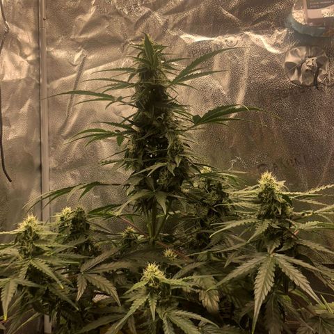 F1 epsilon  growlog timeline photo