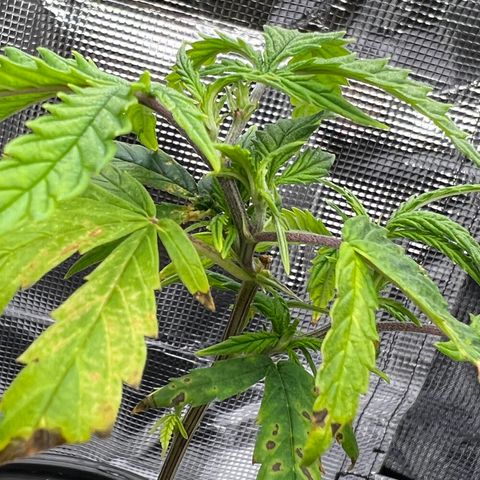 Durbin poison  growlog timeline photo