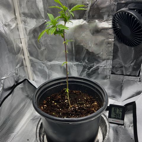 Durbin poison  growlog photo: Looking better after nitrogen burn