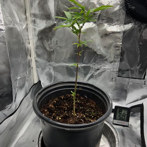 Durbin poison  growlog timeline photo