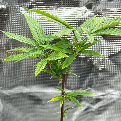 Durbin poison  growlog timeline photo