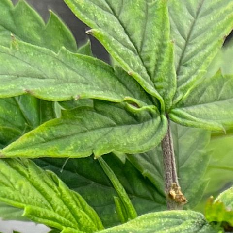 Durbin poison  growlog timeline photo