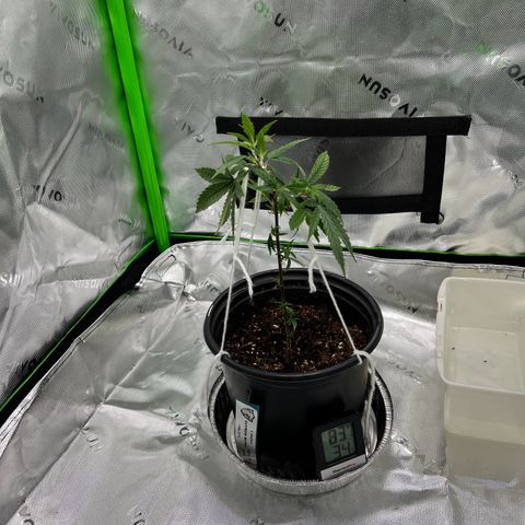 Durbin poison  growlog photo: Training 