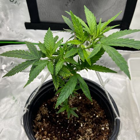 Durbin poison  growlog photo: Looking great after tiring back for air and light