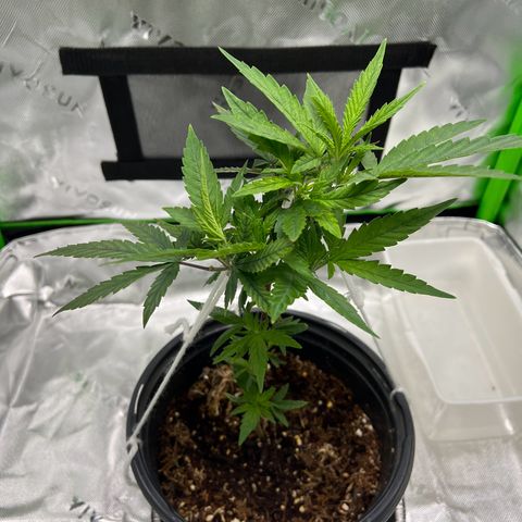 Durbin poison  growlog photo: Looking great after water and nutrients 