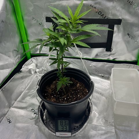 Durbin poison  growlog timeline photo