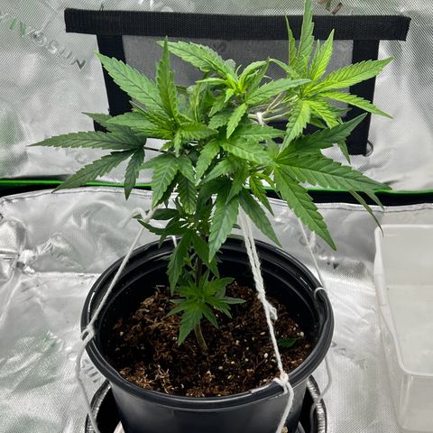 Durbin poison  growlog photo: Looking good lots of new growth