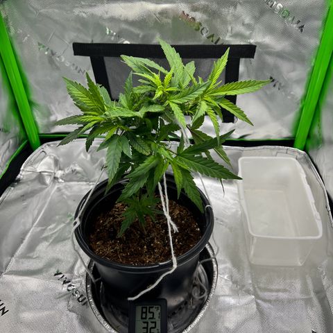 Durbin poison  growlog timeline photo