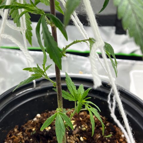 Durbin poison  growlog photo: Defoliation lower nodes