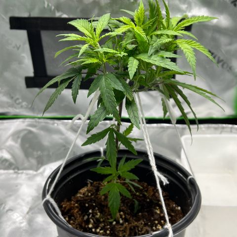 Durbin poison  growlog photo: Defoliation lower nodes