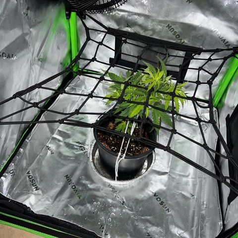 Durbin poison  growlog photo: Water nutrients and net today.