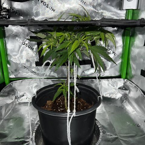 Durbin poison  growlog photo: Water nutrients and net today.