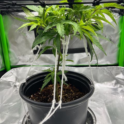Durbin poison  growlog timeline photo