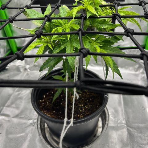 Durbin poison  growlog timeline photo