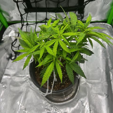 Durbin poison  growlog photo: Looking great training went well branches are going sideways.