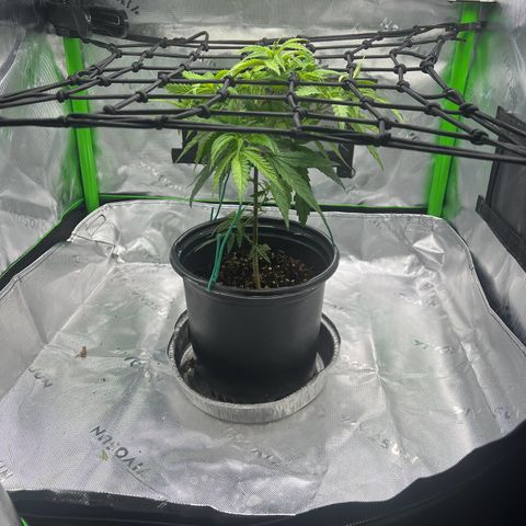 Durbin poison  growlog photo: Doing good last week of veg the flower time. A little spot on the leaves maybe 3-4 blades on leaves. Not sure but will keep an eye on it.