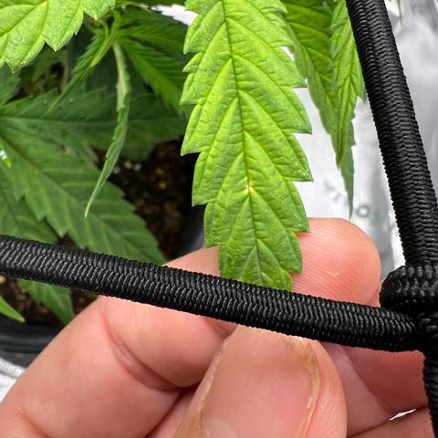 Durbin poison  growlog photo: Doing good last week of veg the flower time. A little spot on the leaves maybe 3-4 blades on leaves. Not sure but will keep an eye on it.