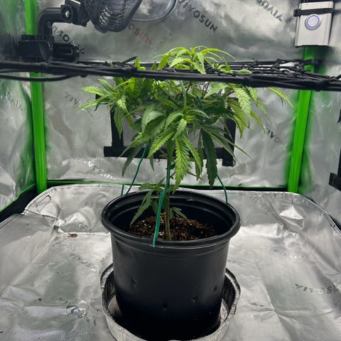 Durbin poison  growlog photo: Just water a removal of a few leaves.