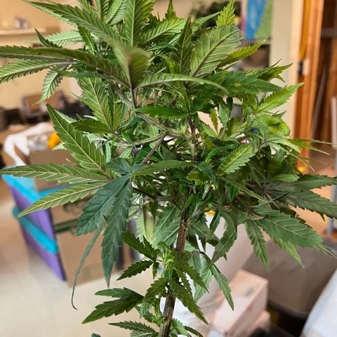 Durbin poison  growlog photo: Took trading wires off for flower.. plus repotted late but better than not.