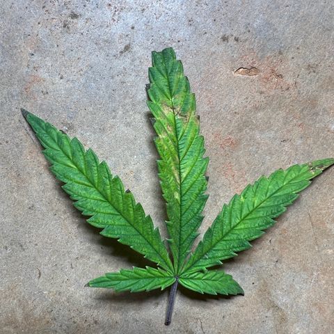 Durbin poison  growlog photo: Seemed like light burn maybe or nute burn. Just on 2-3