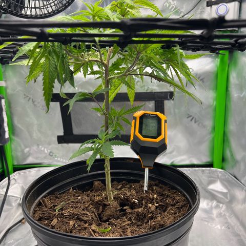 Durbin poison  growlog photo: Defoliated a little today
