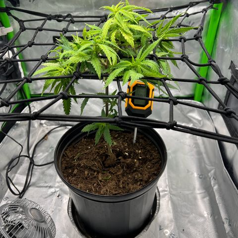 Durbin poison  growlog photo: Defoliated a little today