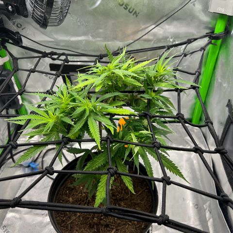 Durbin poison  growlog timeline photo