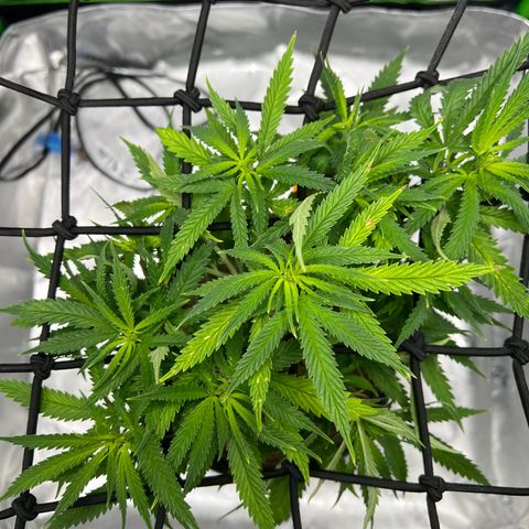 Durbin poison  growlog timeline photo