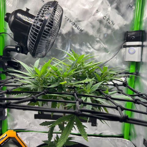 Durbin poison  growlog photo: Looks good