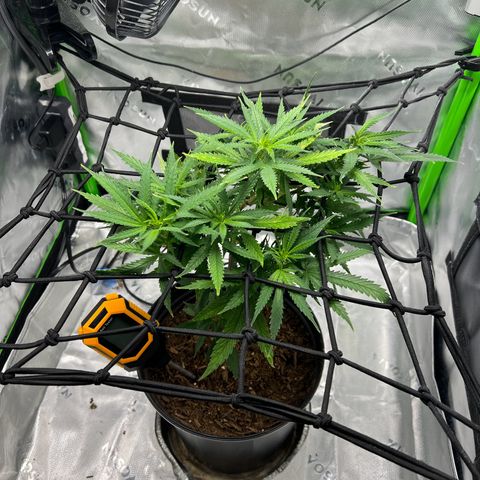 Durbin poison  growlog photo: Looks good