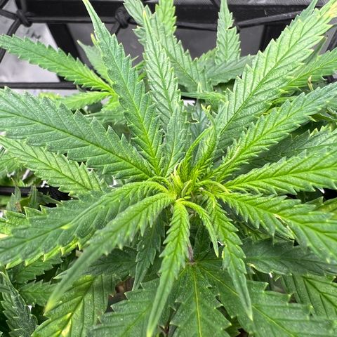 Durbin poison  growlog photo: Looks good